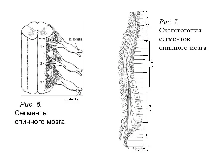 Рис. 6. Сегменты спинного мозга Рис. 7. Скелетотопия сегментов спинного мозга