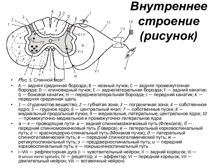 Внутреннее строение (рисунок) Рис. 5. Спинной мозг: A — задняя срединная борозда;