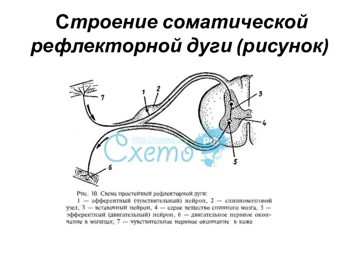 Строение соматической рефлекторной дуги (рисунок)