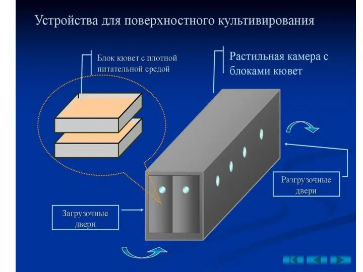 Поверхностное культивирование