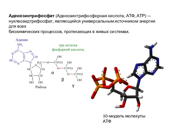 Аденозинтрифосфат (Аденозинтрифосфорная кислота, АТФ, АТР) — нуклеозидтрифосфат, являющийся универсальным источником энергии для