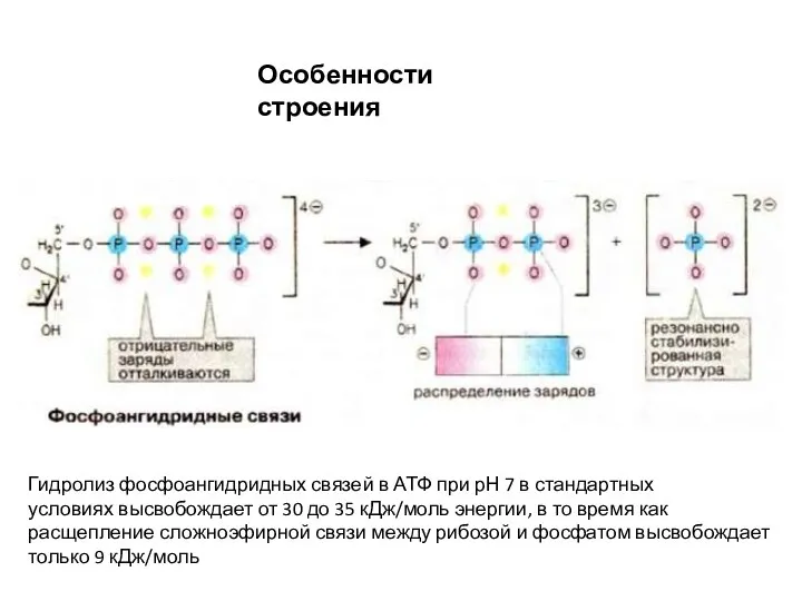 Особенности строения Гидролиз фосфоангидридных связей в АТФ при рН 7 в стандартных