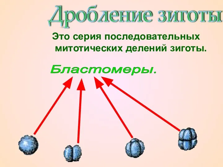 Дробление зиготы. Это серия последовательных митотических делений зиготы. Бластомеры.