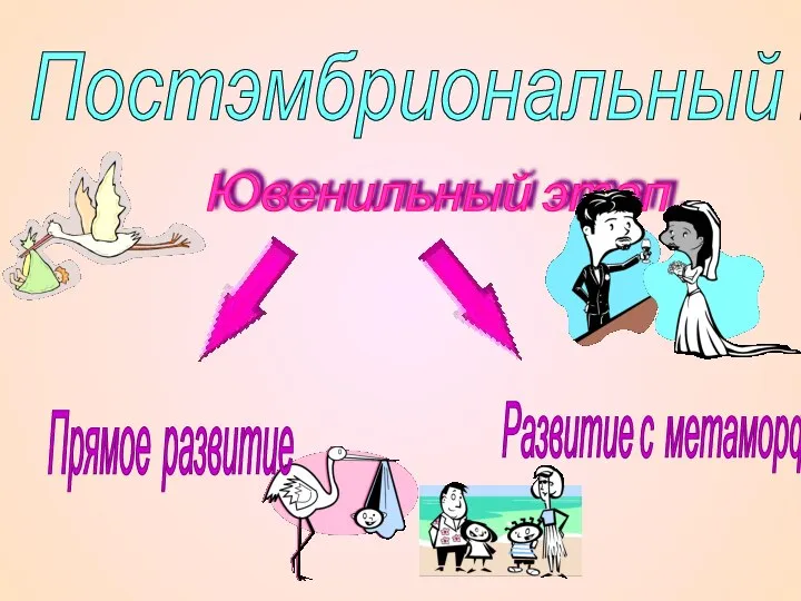 Постэмбриональный период. Ювенильный этап. Прямое развитие Развитие с метаморфозом