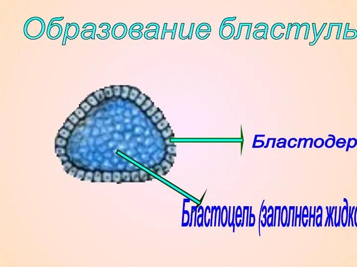 Образование бластулы. Бластодерма Бластоцель (заполнена жидкостью)