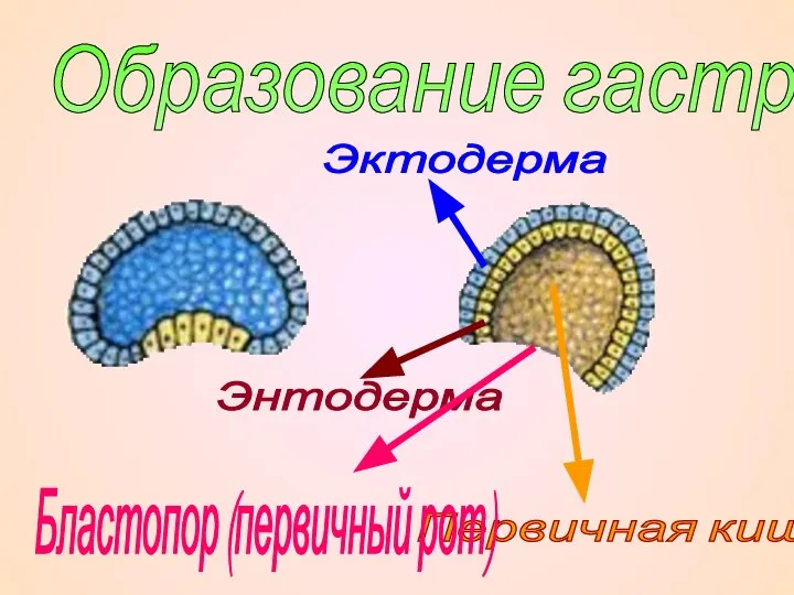 Образование гаструлы. Эктодерма Первичная кишка Энтодерма Бластопор (первичный рот)