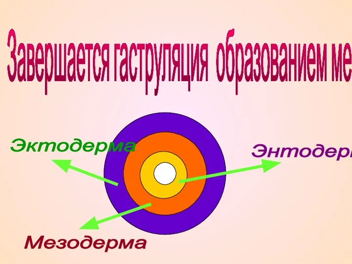 Завершается гаструляция образованием мезодермы. Эктодерма Энтодерма Мезодерма