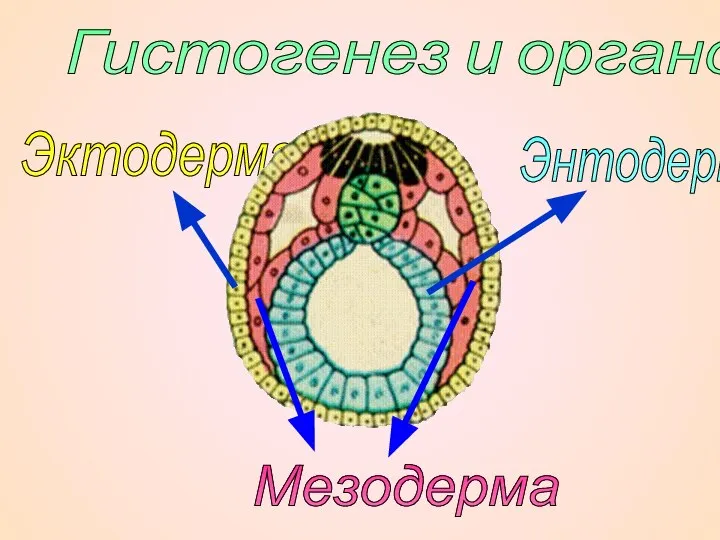 Энтодерма Гистогенез и органогенез. Мезодерма Эктодерма