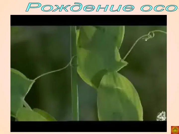 Рождение особи