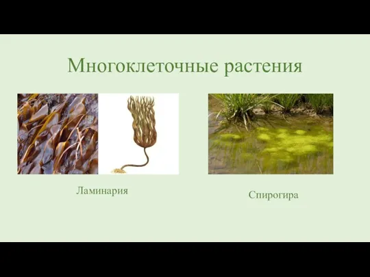 Многоклеточные растения Ламинария Спирогира