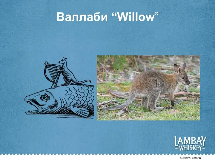 Валлаби “Willow”