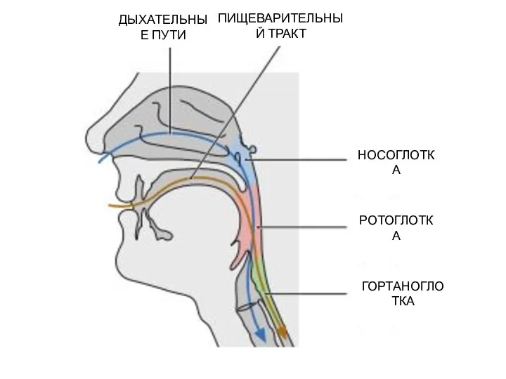 ДЫХАТЕЛЬНЫЕ ПУТИ ПИЩЕВАРИТЕЛЬНЫЙ ТРАКТ НОСОГЛОТКА РОТОГЛОТКА ГОРТАНОГЛОТКА