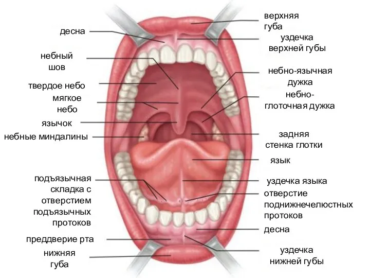 верхняя губа уздечка верхней губы твердое небо небно-язычная дужка небно-глоточная дужка язычок