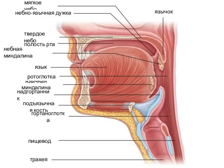 мягкое небо небная миндалина язычная миндалина подъязычная кость гортаноглотка пищевод надгортанник ротоглотка