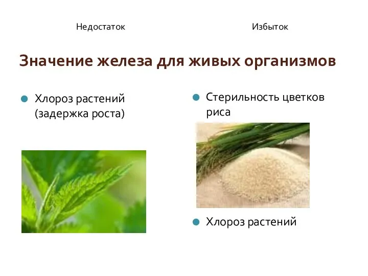 Значение железа для живых организмов Недостаток Избыток Хлороз растений (задержка роста) Стерильность цветков риса Хлороз растений