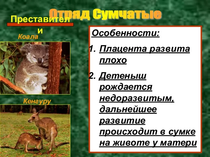 Отряд Сумчатые Преставители Коала Кенгуру Особенности: Плацента развита плохо Детеныш рождается недоразвитым,