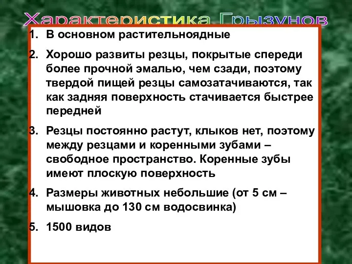 Характеристика Грызунов В основном растительноядные Хорошо развиты резцы, покрытые спереди более прочной