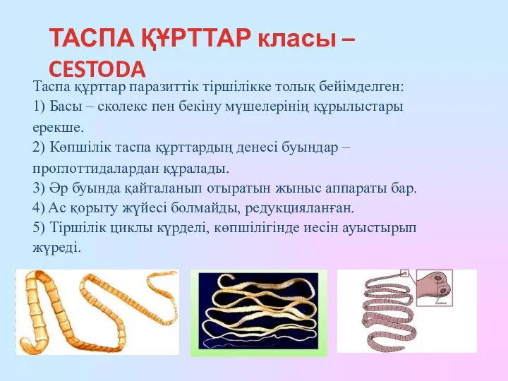 ТАСПА ҚҰРТТАР класы – CESTODA