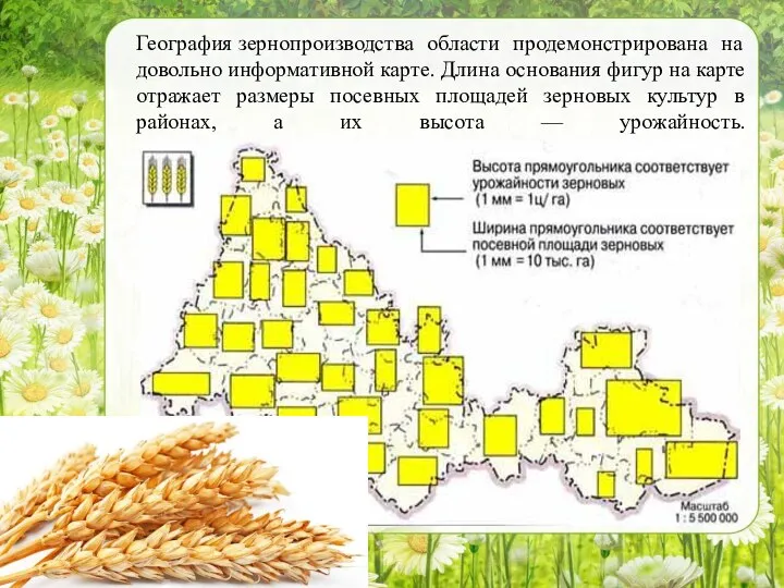География зернопроизводства области продемонстрирована на довольно информативной карте. Длина основания фигур на