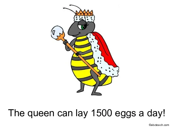 The queen can lay 1500 eggs a day! ©abcteach.com