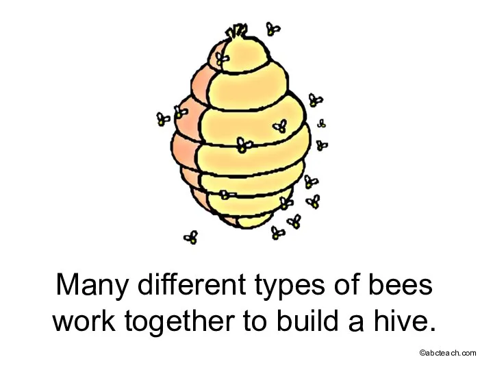 Many different types of bees work together to build a hive. ©abcteach.com