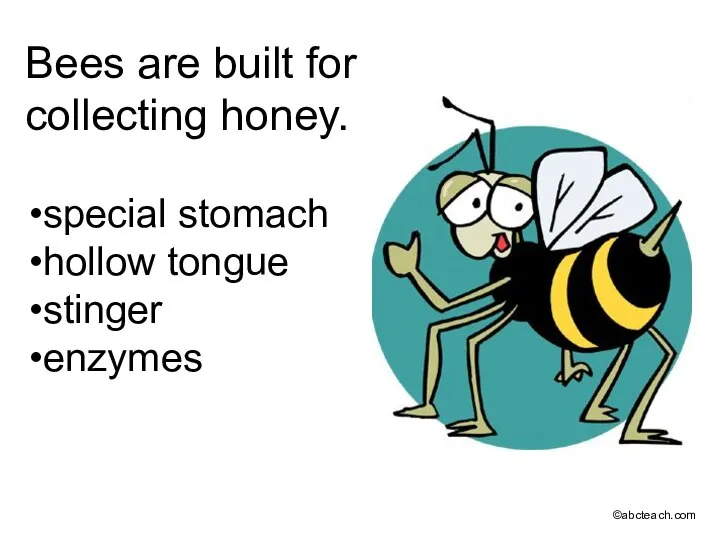 Bees are built for collecting honey. special stomach hollow tongue stinger enzymes ©abcteach.com