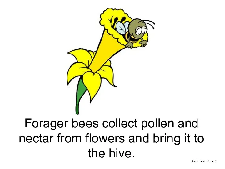 Forager bees collect pollen and nectar from flowers and bring it to the hive. ©abcteach.com