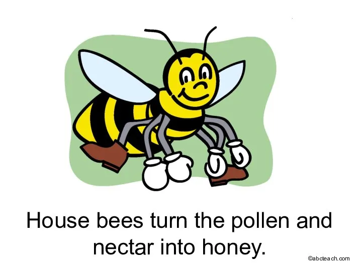 House bees turn the pollen and nectar into honey. ©abcteach.com