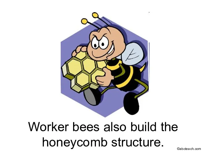 Worker bees also build the honeycomb structure. ©abcteach.com