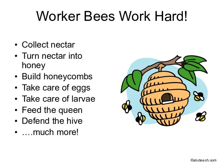 Worker Bees Work Hard! Collect nectar Turn nectar into honey Build honeycombs