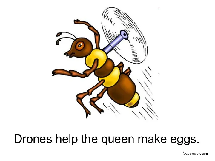 Drones help the queen make eggs. ©abcteach.com