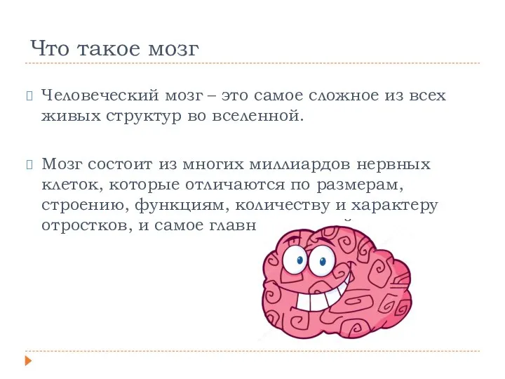 Что такое мозг Человеческий мозг – это самое сложное из всех живых