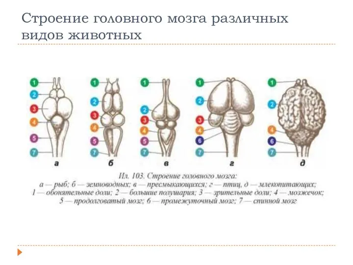 Строение головного мозга различных видов животных