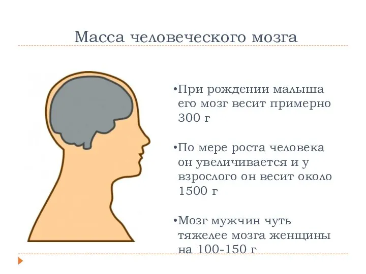 2% Масса человеческого мозга При рождении малыша его мозг весит примерно 300