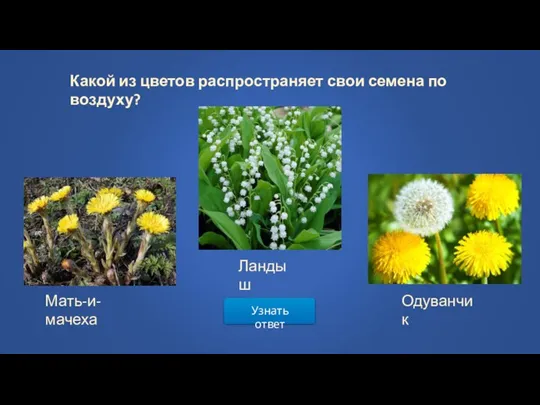 Узнать ответ Какой из цветов распространяет свои семена по воздуху? Мать-и-мачеха Ландыш Одуванчик