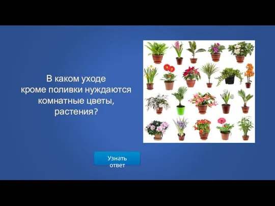 Узнать ответ В каком уходе кроме поливки нуждаются комнатные цветы, растения?