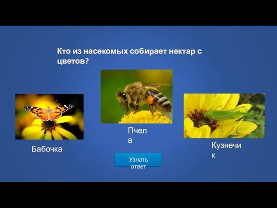 Узнать ответ Кто из насекомых собирает нектар с цветов? Бабочка Пчела Кузнечик
