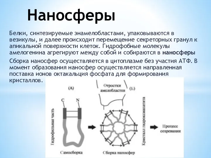 Белки, синтезируемые энамелобластами, упаковываются в везикулы, и далее происходит перемещение секреторных гранул