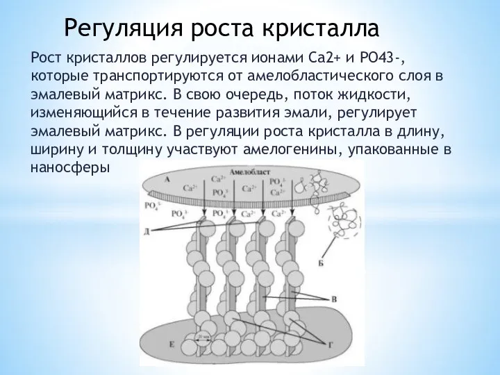 Рост кристаллов регулируется ионами Ca2+ и PO43-, которые транспортируются от амелобластического слоя