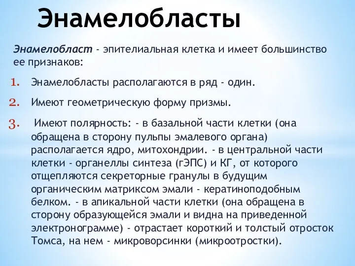 Энамелобласт - эпителиальная клетка и имеет большинство ее признаков: Энамелобласты располагаются в