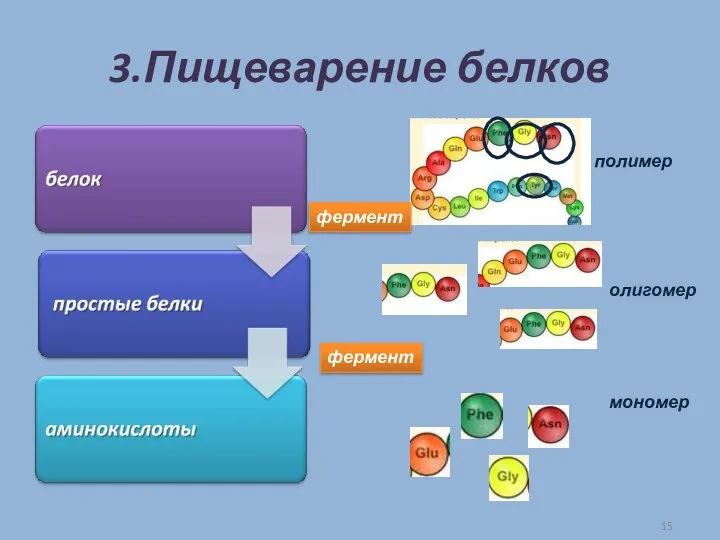 3.Пищеварение белков фермент фермент полимер олигомер мономер