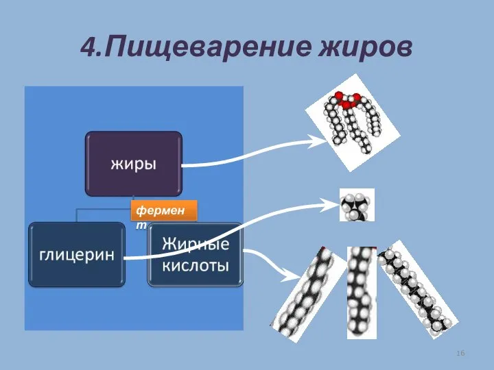 4.Пищеварение жиров фермент