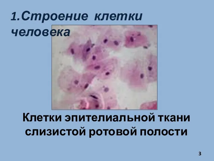 Клетки эпителиальной ткани слизистой ротовой полости 1.Строение клетки человека
