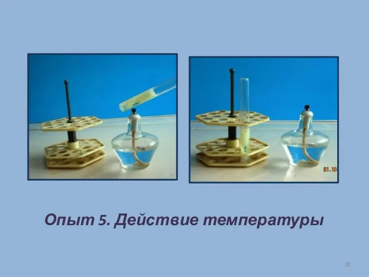 Опыт 5. Действие температуры