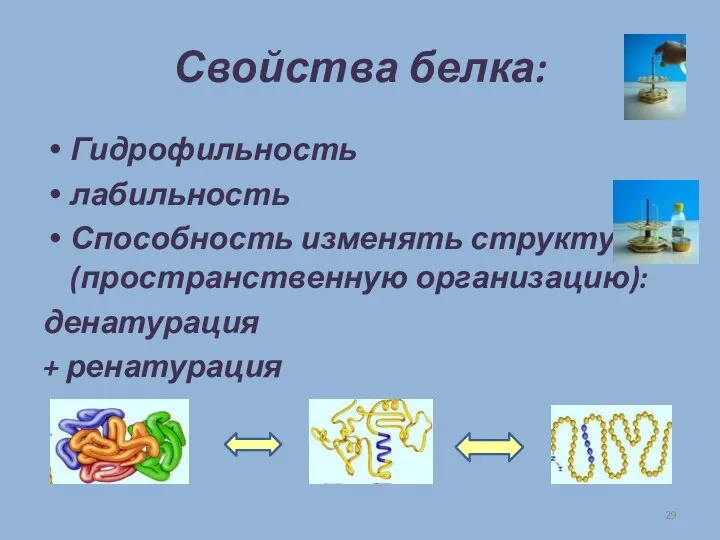 Свойства белка: Гидрофильность лабильность Способность изменять структуру (пространственную организацию): денатурация + ренатурация