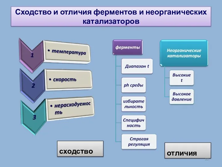 Сходство и отличия ферментов и неорганических катализаторов сходство отличия