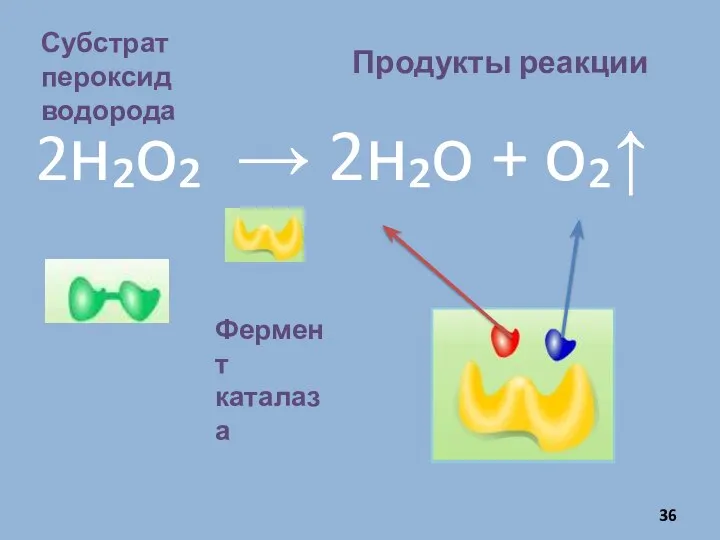 2н₂о₂ → 2н₂о + о₂↑ Субстрат пероксид водорода Фермент каталаза Продукты реакции