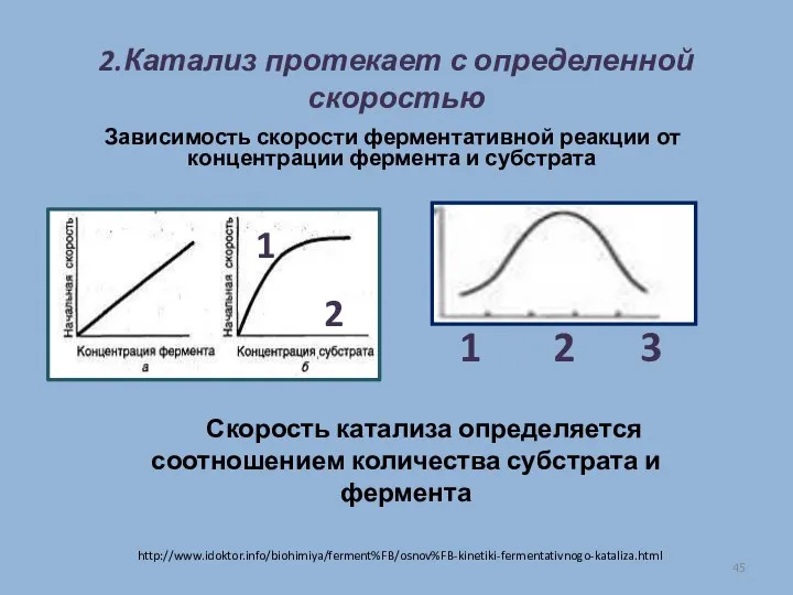 2.Катализ протекает с определенной скоростью Зависимость скорости ферментативной реакции от концентрации фермента