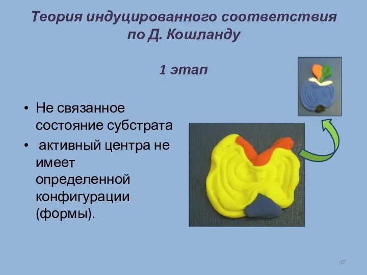 Теория индуцированного соответствия по Д. Кошланду 1 этап Не связанное состояние субстрата