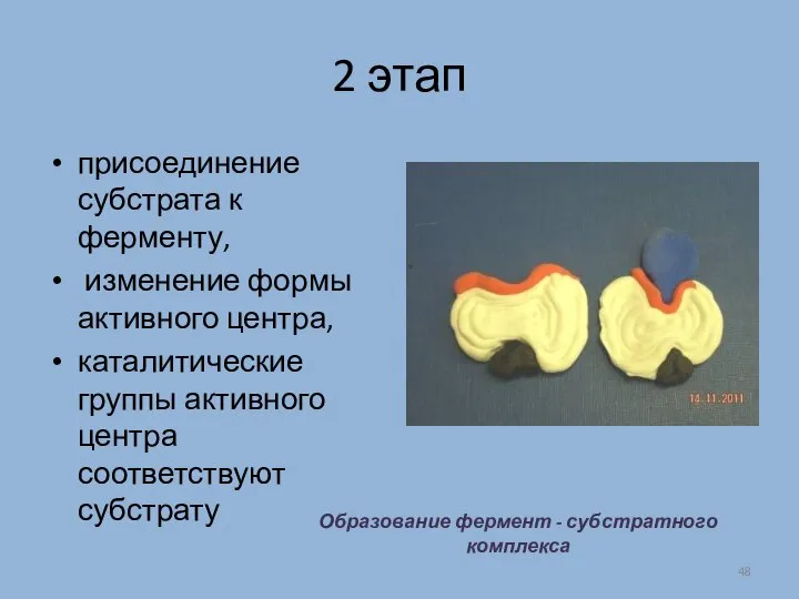 2 этап присоединение субстрата к ферменту, изменение формы активного центра, каталитические группы